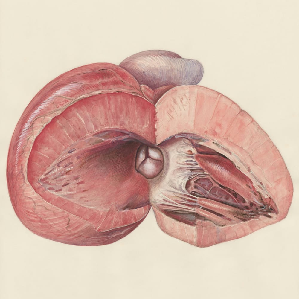 Adrenal Gland: The physical manifestation of stress