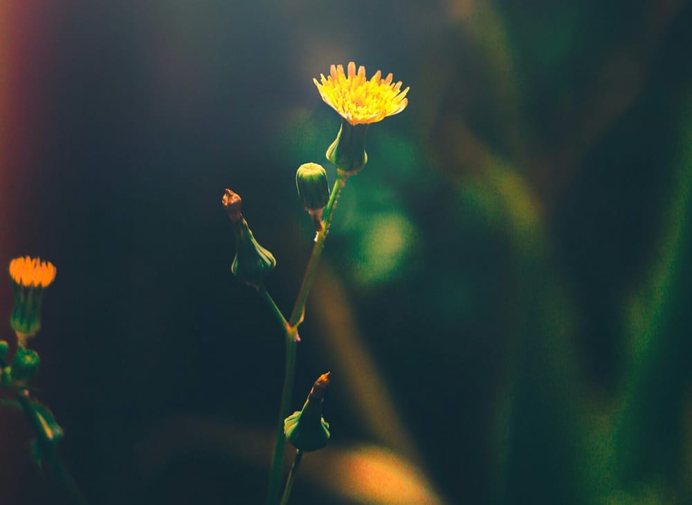 Longevity: are we chasing the wrong goal?