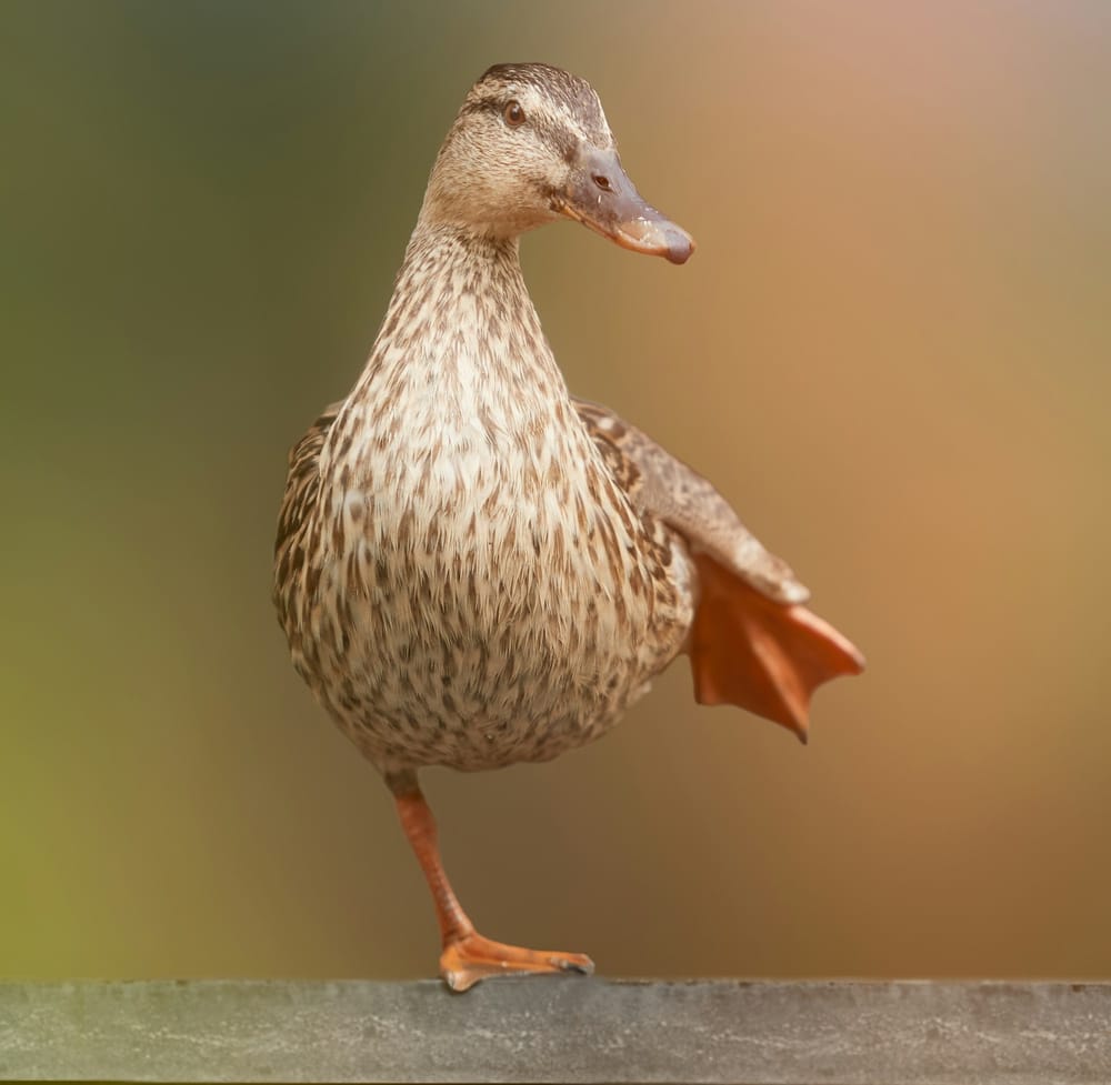 Proprioception: The Sixth Sense You Are Losing After 40