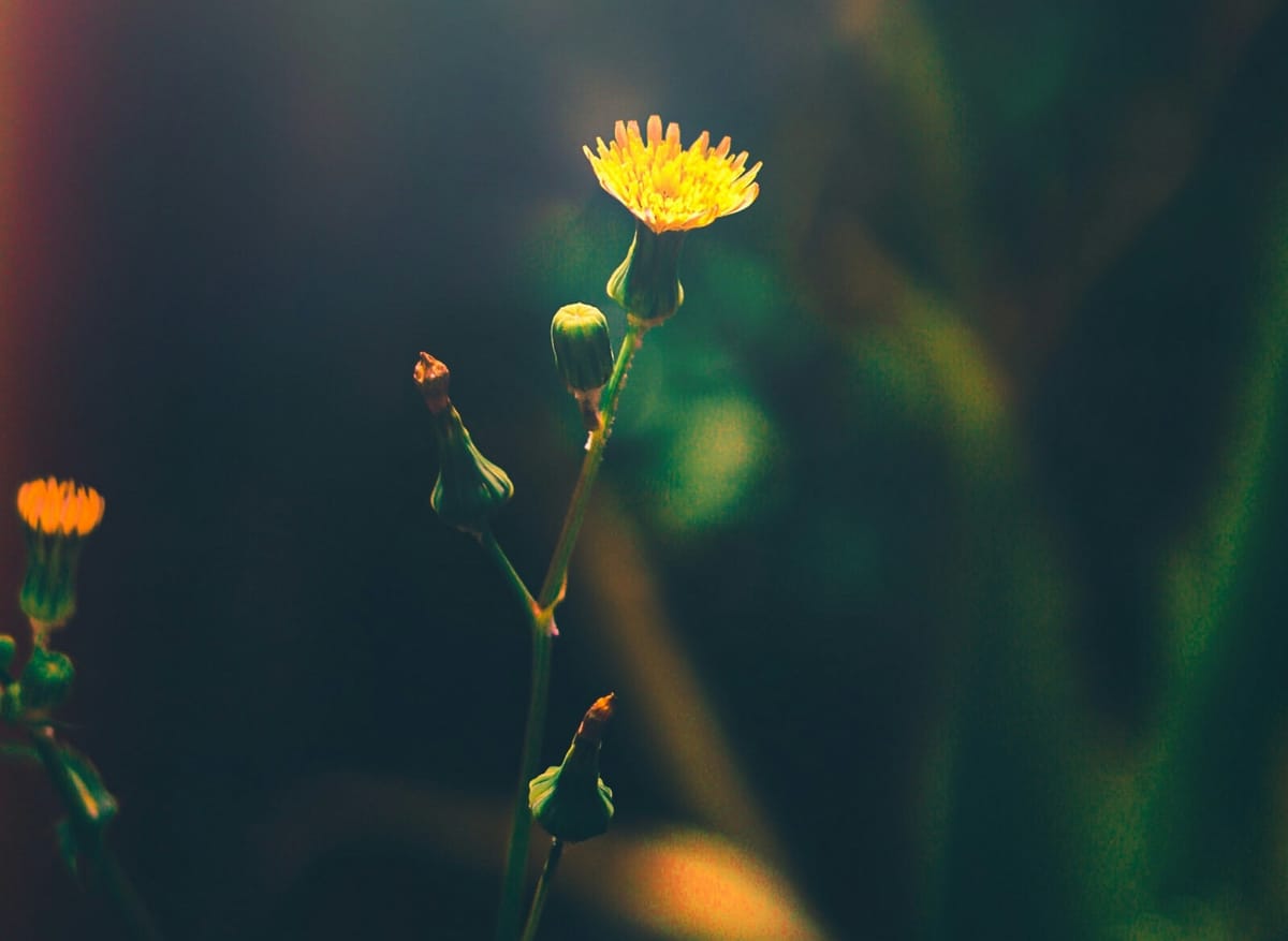 Longevity: are we chasing the wrong goal?