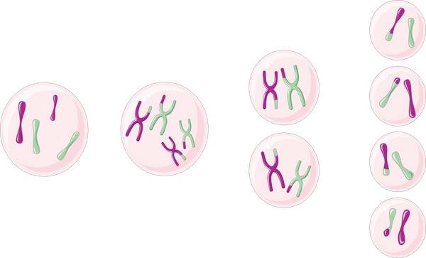 Driver Mutations - what are they?