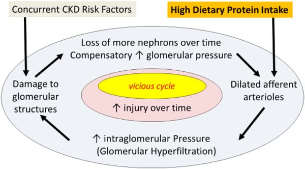 Protein: The effect on your kidney when you overdose