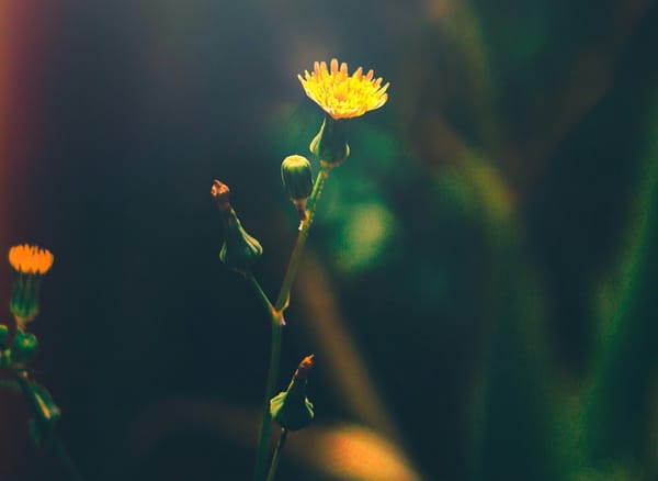 Longevity: are we chasing the wrong goal?